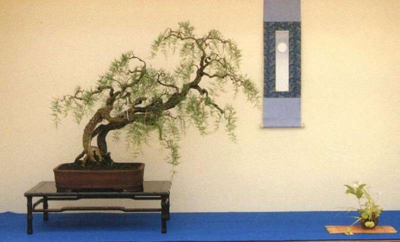 世界盆景艺术家社团名家作品