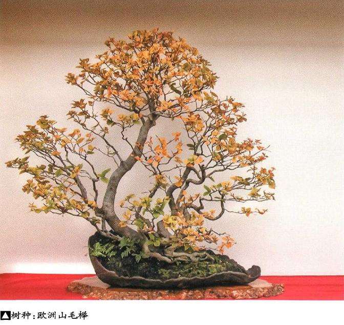 世界盆景艺术家社团名家作品