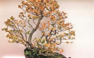 世界盆景艺术家社团名家作品 十一