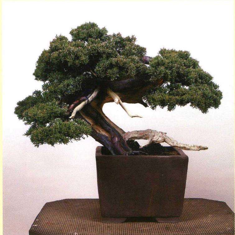 图解 真柏盆景悬崖式造型的5个重难点