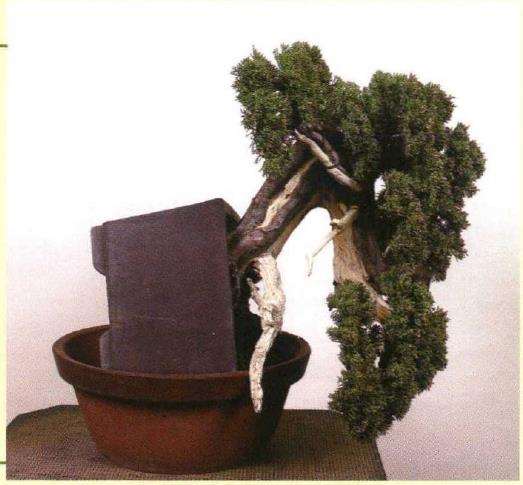 图解 真柏盆景悬崖式造型的5个重难点