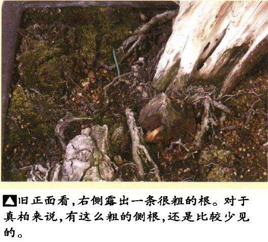 图解 真柏盆景悬崖式造型的5个重难点