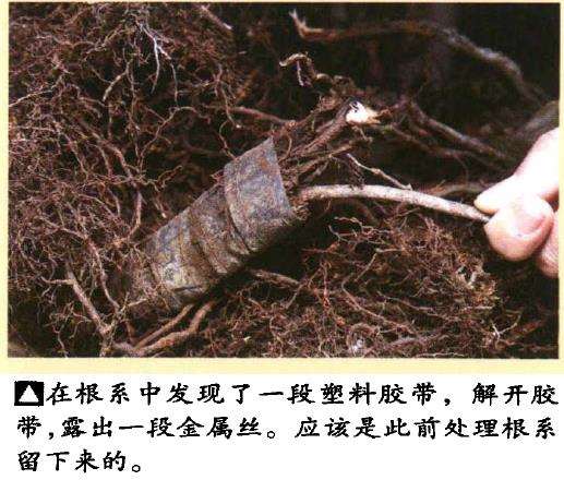 图解 真柏盆景悬崖式造型的5个重难点