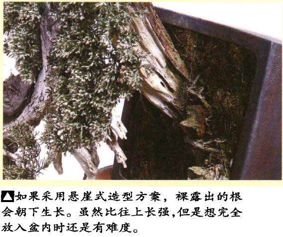 图解 真柏盆景悬崖式造型的5个重难点