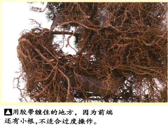 图解 真柏盆景悬崖式造型的5个重难点
