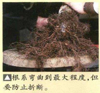 图解 真柏盆景悬崖式造型的5个重难点