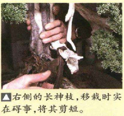 图解 真柏盆景悬崖式造型的5个重难点