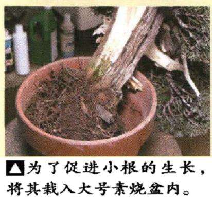 图解 真柏盆景悬崖式造型的5个重难点