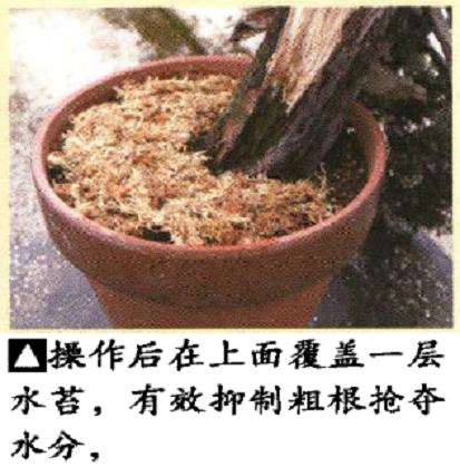 图解 真柏盆景悬崖式造型的5个重难点