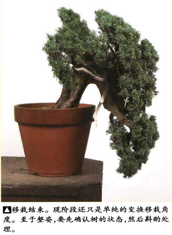 图解 真柏盆景悬崖式造型的5个重难点