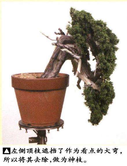 图解 真柏盆景悬崖式怎么粗枝拿弯和整姿