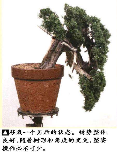 图解 真柏盆景悬崖式怎么粗枝拿弯和整姿