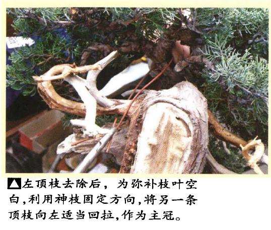 图解 真柏盆景悬崖式怎么粗枝拿弯和整姿