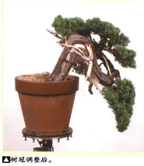 图解 真柏盆景悬崖式怎么粗枝拿弯和整姿