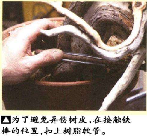 图解 真柏盆景悬崖式怎么粗枝拿弯和整姿