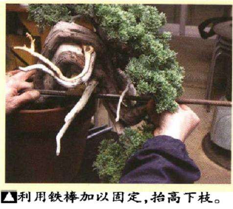 图解 真柏盆景悬崖式怎么粗枝拿弯和整姿