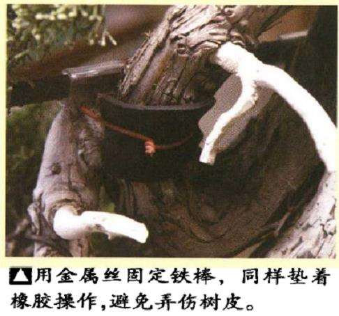 图解 真柏盆景悬崖式怎么粗枝拿弯和整姿