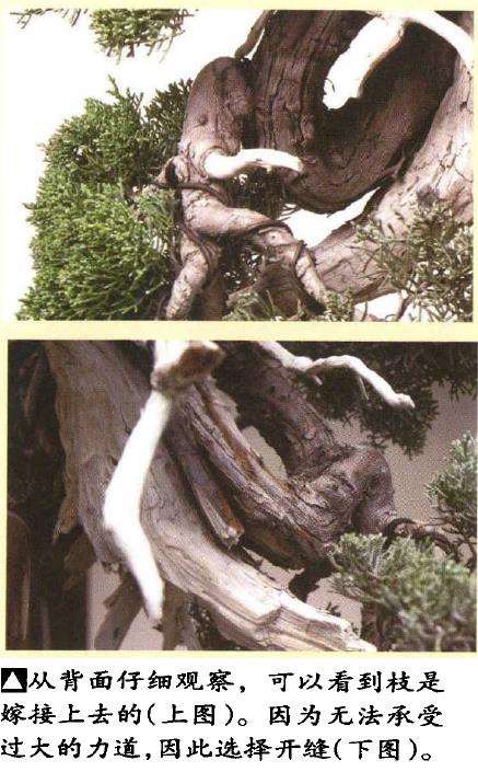 图解 真柏盆景悬崖式怎么粗枝拿弯和整姿