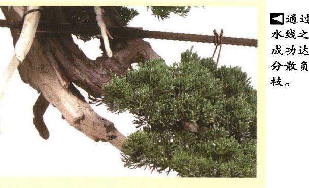 图解 真柏盆景悬崖式怎么粗枝拿弯和整姿