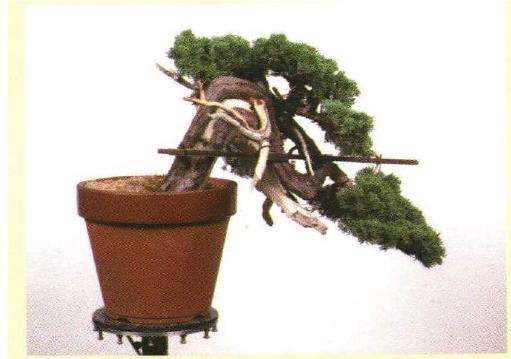 图解 真柏盆景悬崖式怎么粗枝拿弯和整姿