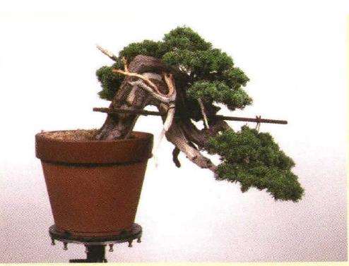 图解 真柏盆景悬崖式怎么粗枝拿弯和整姿