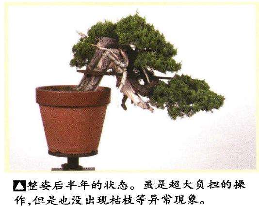 真柏盆景悬崖式造型怎么换盆的方法