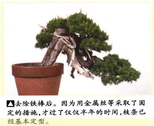 真柏盆景悬崖式造型怎么换盆的方法