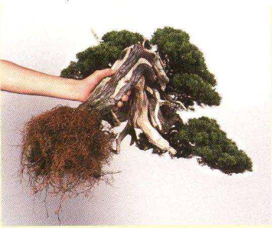 真柏盆景悬崖式造型怎么换盆的方法