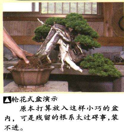 图解 真柏盆景悬崖式造型怎么换盆的方法
