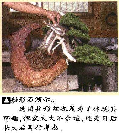 图解 真柏盆景悬崖式造型怎么换盆的方法