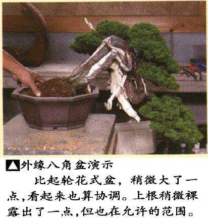 图解 真柏盆景悬崖式造型怎么换盆的方法