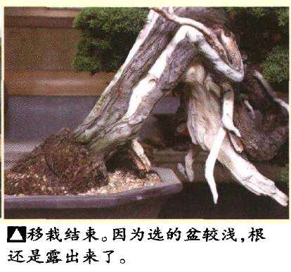 图解 真柏盆景悬崖式造型怎么换盆的方法