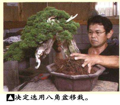 图解 真柏盆景悬崖式造型怎么换盆的方法