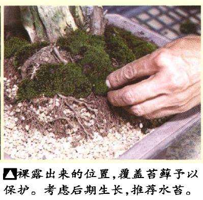 图解 真柏盆景悬崖式造型怎么换盆的方法