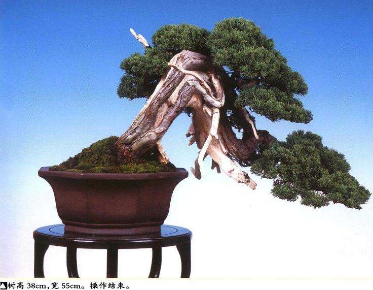 图解 真柏盆景悬崖式造型怎么换盆的方法