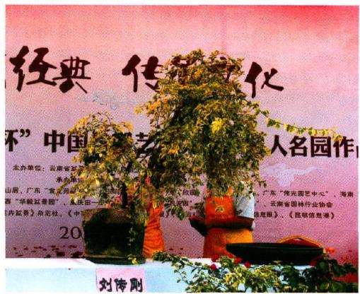 图解 树石盆景《世博又春风》的创作过程