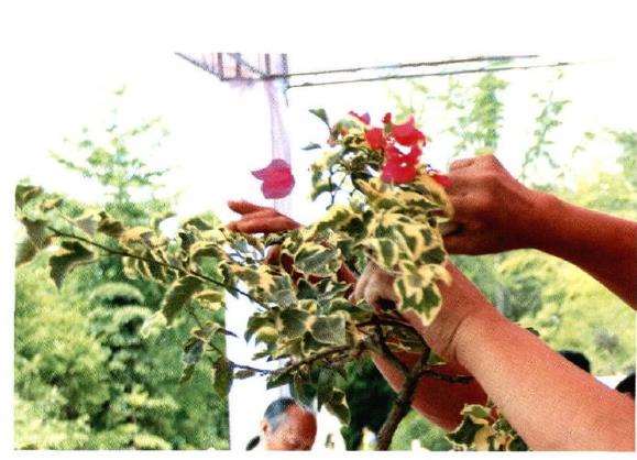 图解 树石盆景《世博又春风》的创作过程