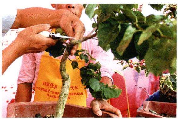 图解 树石盆景《世博又春风》的创作过程