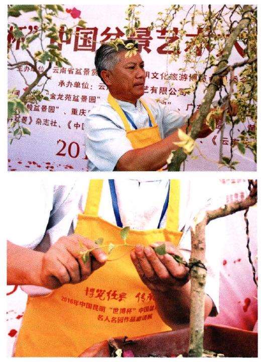 图解 树石盆景《世博又春风》的创作过程