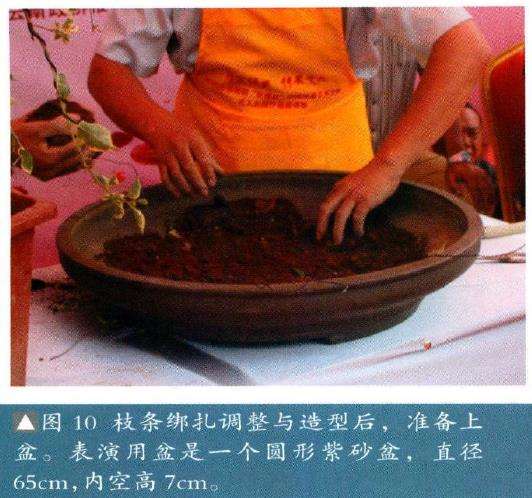 图解 树石盆景《世博又春风》的创作过程