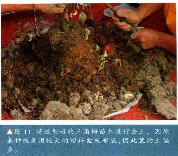 图解 树石盆景《世博又春风》的创作过程