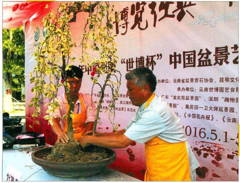图解 树石盆景《世博又春风》的创作过程