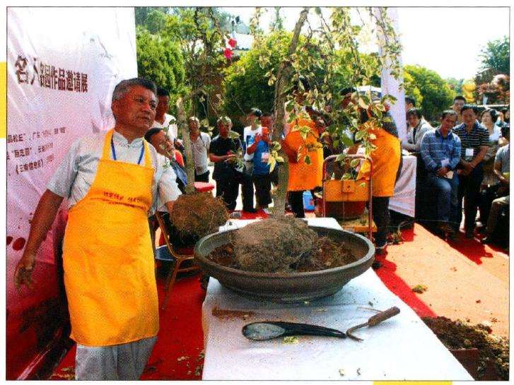 图解 树石盆景《世博又春风》的创作过程