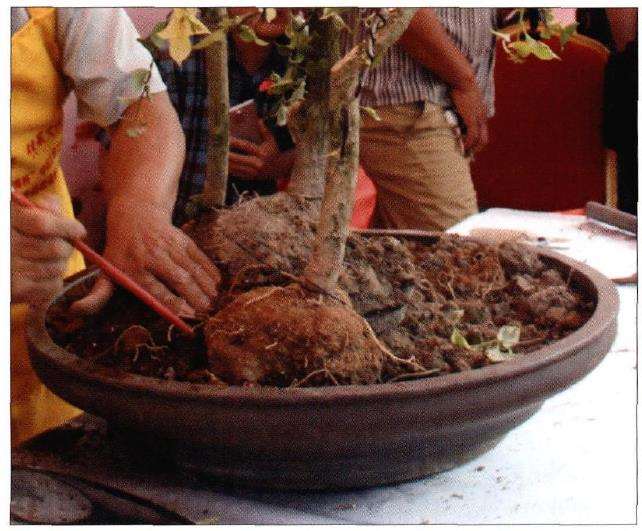 图解 树石盆景《世博又春风》的创作过程