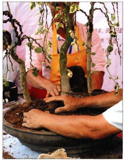 图解 树石盆景《世博又春风》的创作过程