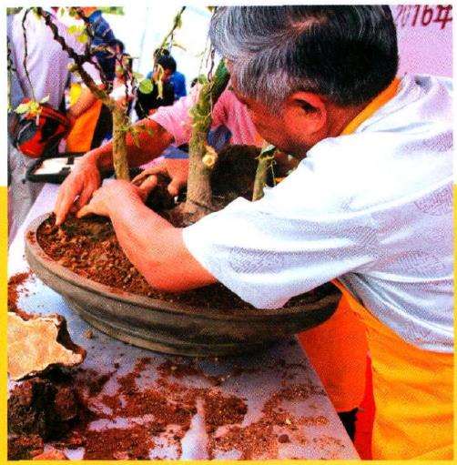 图解 树石盆景《世博又春风》的创作过程