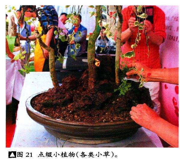 图解 树石盆景《世博又春风》的创作过程