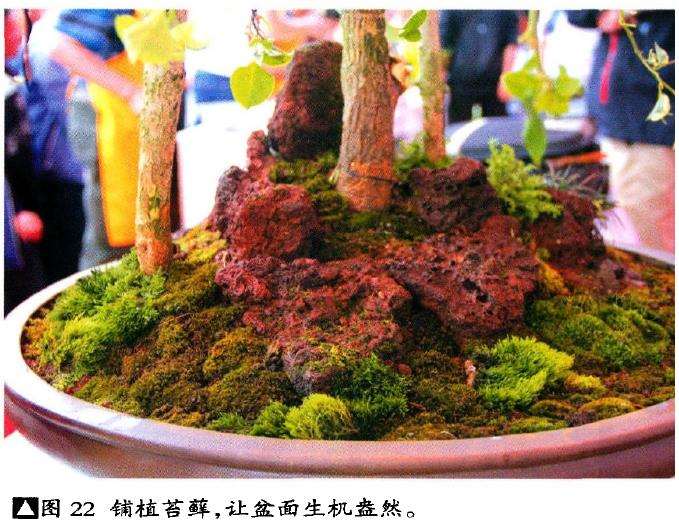 图解 树石盆景《世博又春风》的创作过程