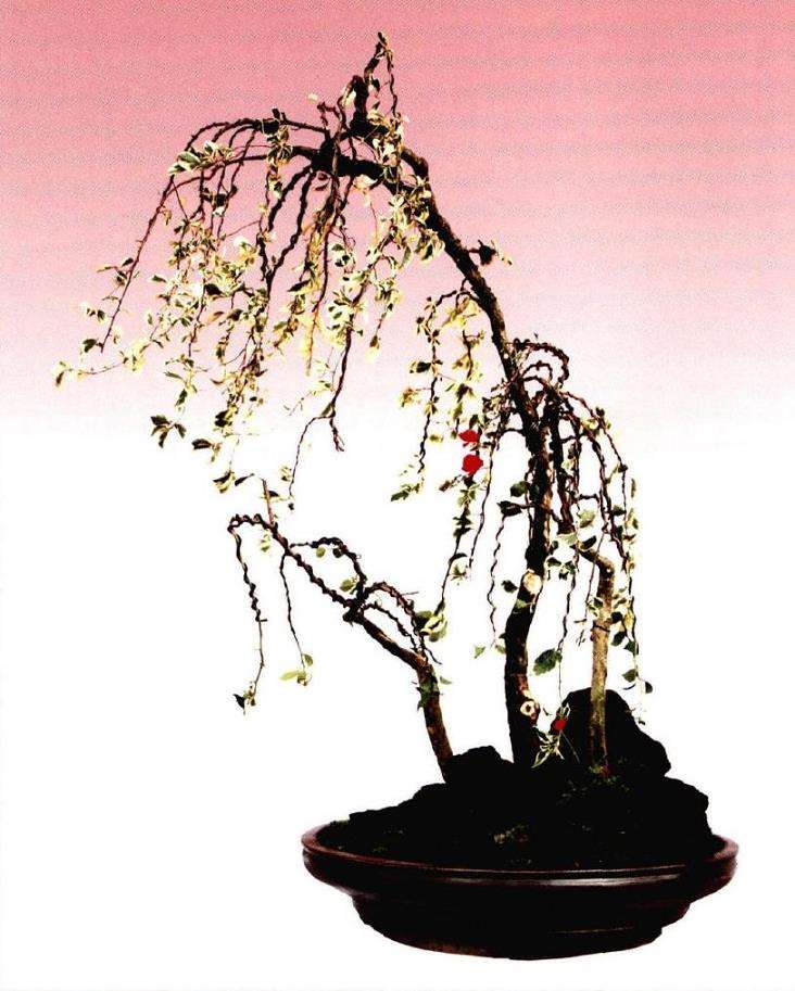 图解 树石盆景《世博又春风》的创作过程