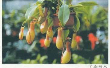 花艺设计中的植物形态分类 图片